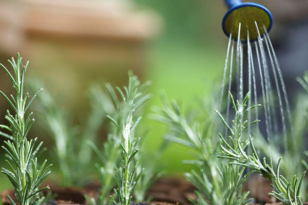 陽臺(tái)種菜怎么澆水