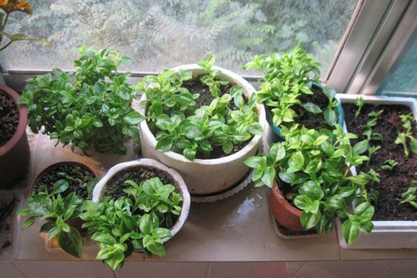 陽臺蔬菜病蟲害怎么預防