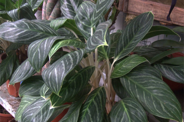 白柄粗肋草的水培養(yǎng)護(hù)技巧