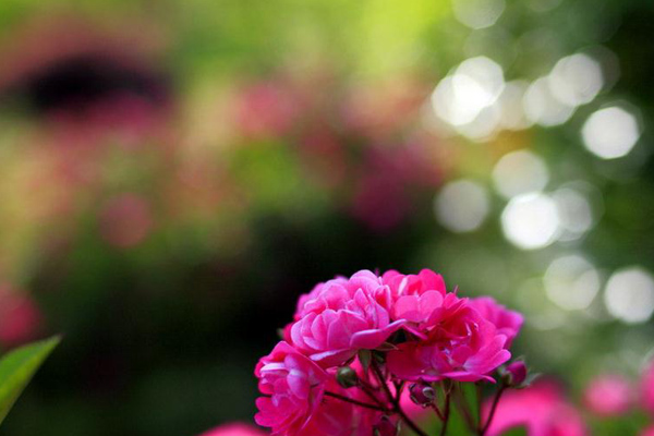 薔薇花能水培嗎