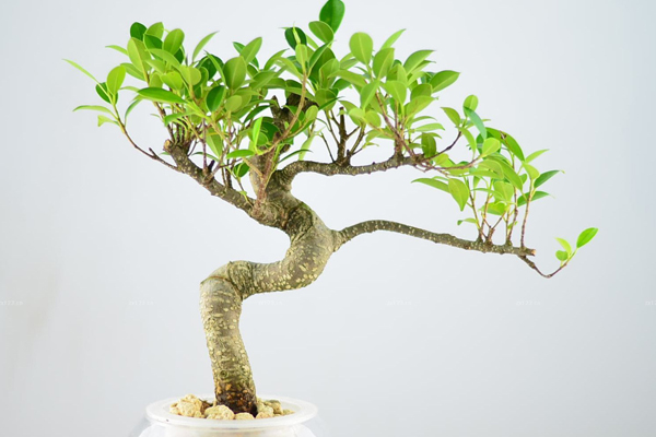 榕樹(shù)的水培方法