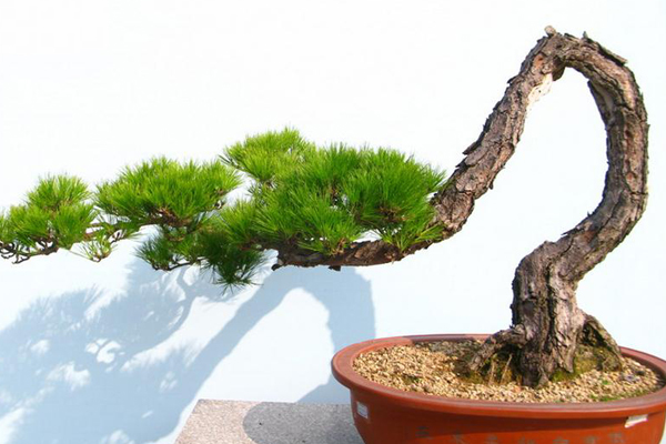 盆景有哪些分類