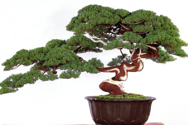 盆景用盆有什么講究