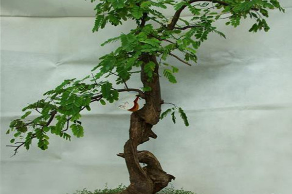 合歡花的盆景制作方法