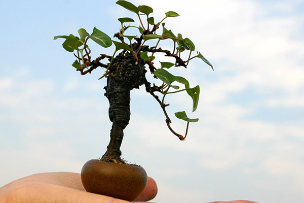 微型盆景的制作步驟