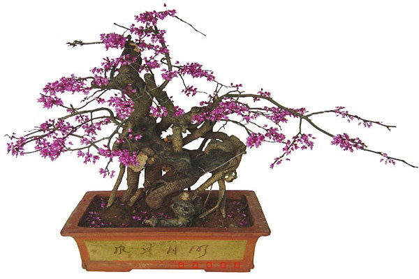 紫荊的盆景制作方法