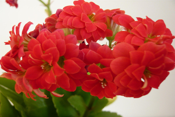 如何養(yǎng)護(hù)長壽花的盆景