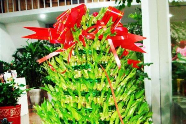 如何制作富貴竹的寶塔型盆景