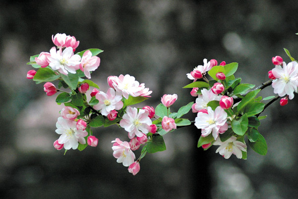 如何制作和養(yǎng)護(hù)西府海棠盆景