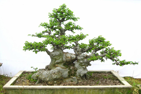 樹(shù)樁盆景的養(yǎng)護(hù)