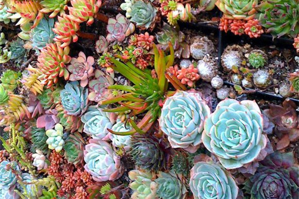 「圖解」多肉植物盆景制作