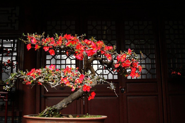 貼梗海棠盆景的制作和養(yǎng)護要點