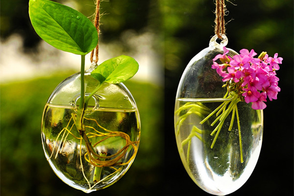 手把手教你種水培植物！