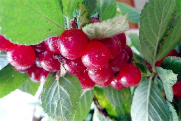 盆栽櫻桃的五個(gè)方法