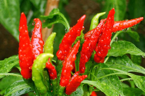 「陽臺(tái)種菜視頻」辣椒