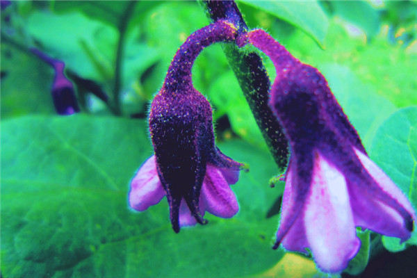 「陽臺(tái)種菜視頻」茄子