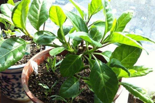 「陽臺(tái)種菜視頻」紫背菜