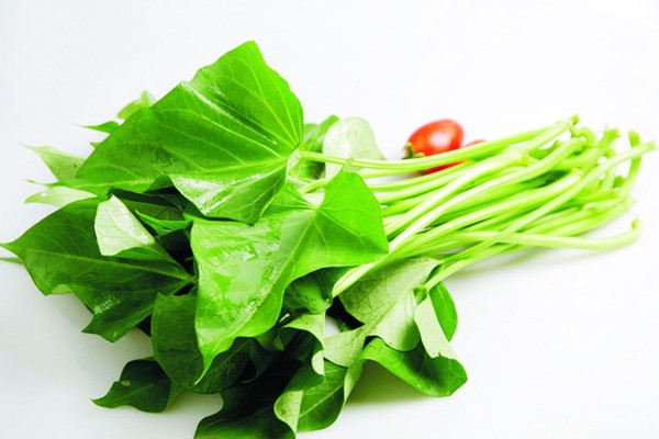 「陽臺(tái)種菜視頻」紅薯葉