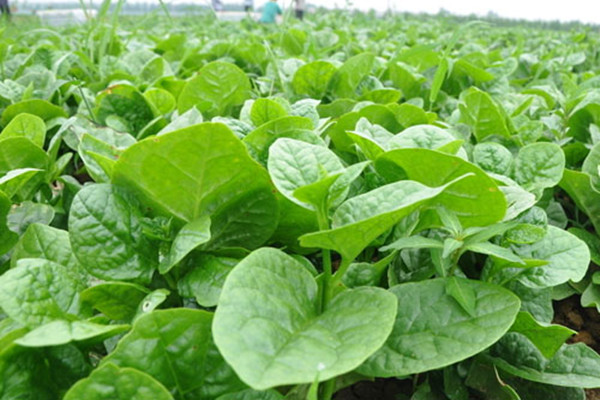 「陽臺(tái)種菜視頻」潺菜