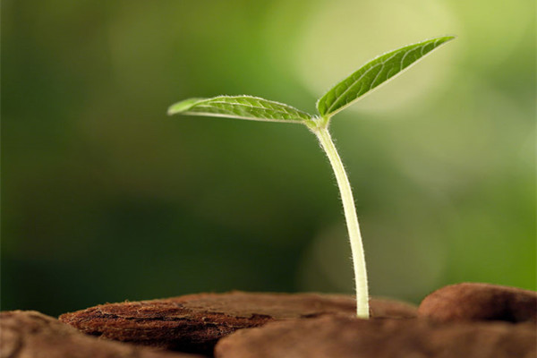 水果種子怎么做盆栽