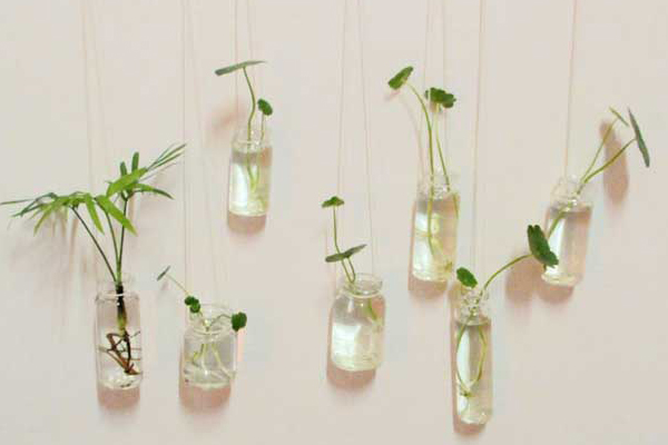 9月，在家放點水培植物