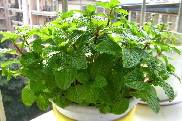 陽(yáng)臺(tái)3盆花，藥費(fèi)不用花，人人都能種