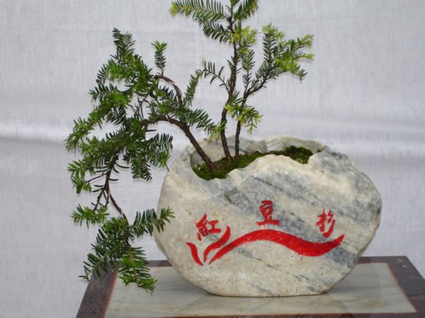 紅豆杉盆景的制作與養(yǎng)護