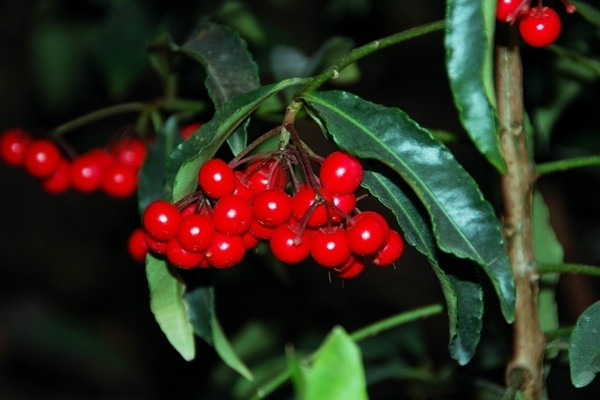 朱砂根（富貴籽）的盆景制作和養(yǎng)護(hù)