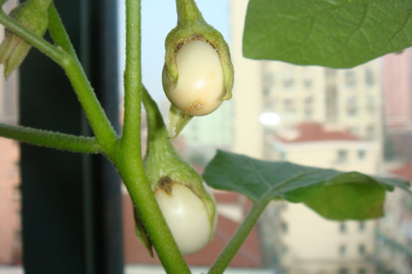 樹上竟然結(jié)了個(gè)雞蛋！這些蔬菜簡(jiǎn)直要逆天