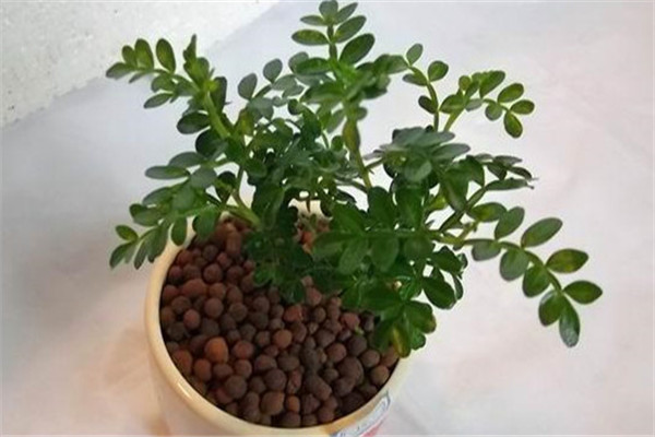 清香木盆景制作及養(yǎng)護(hù)