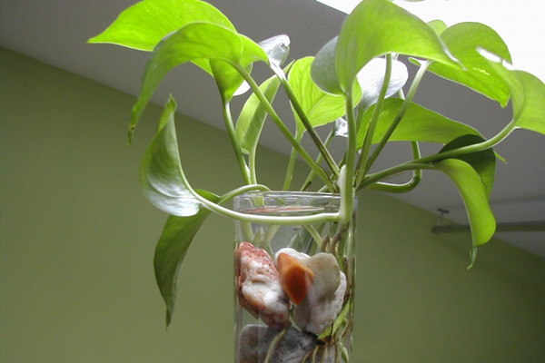 10種超簡單水培植物，養(yǎng)花殺手的救星