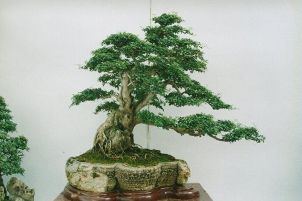 榕樹盆景的養(yǎng)護(hù)管理