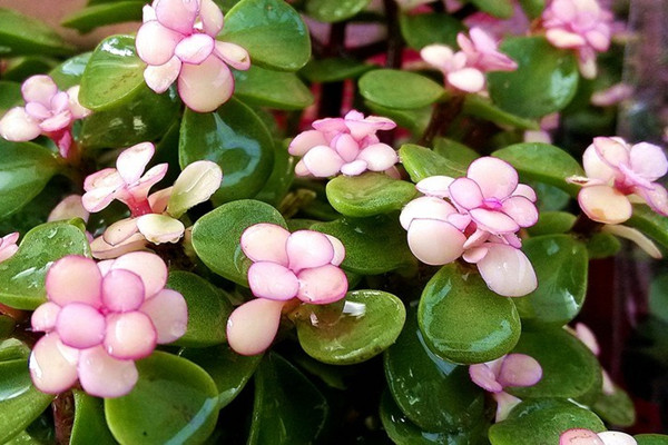 金枝玉葉花的盆景造型和養(yǎng)護(hù)