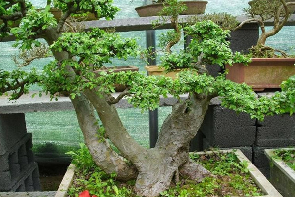 榆樹怎么制作盆景