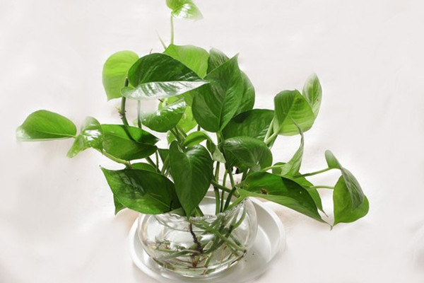 為啥你的水培發(fā)黃爛根，她的卻枝繁葉茂