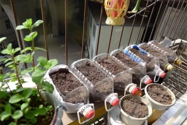 現(xiàn)在種上這8種菜，過(guò)年就能上桌了！