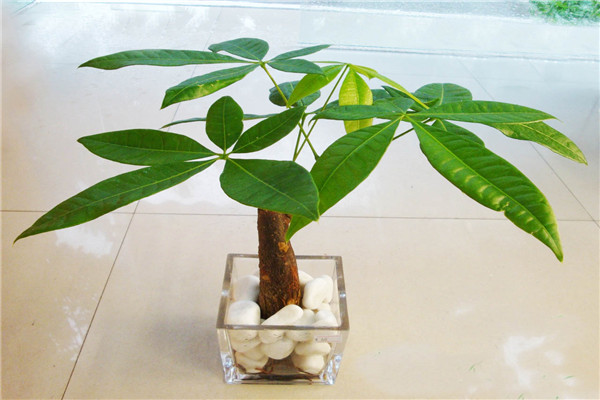 發(fā)財樹土培轉(zhuǎn)水培的方法