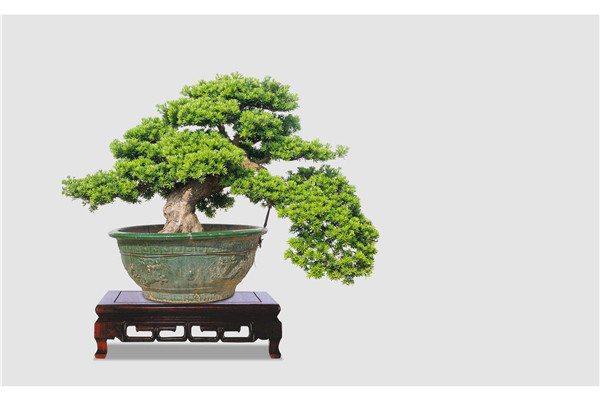 羅漢松盆景制作和造型