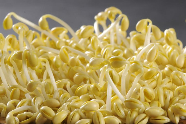 視頻小教程：在家怎么生豆芽