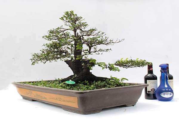 小葉紫檀盆景制作