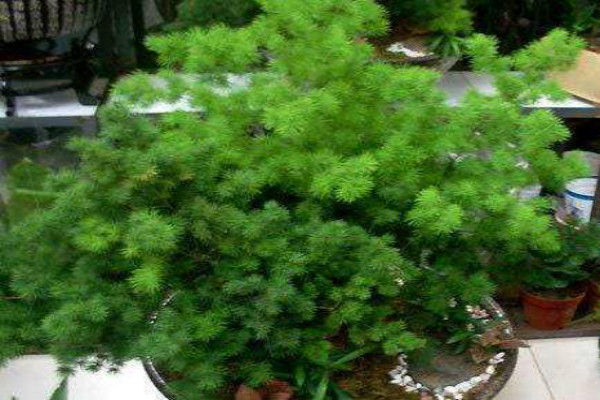 蓬萊松的盆景制作及養(yǎng)護