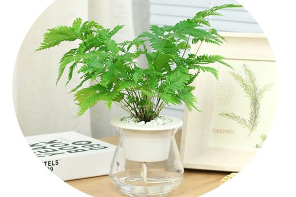 水培狼尾蕨帶給你清爽的養(yǎng)護(hù)體驗