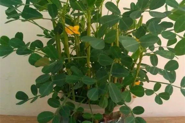 花生水培，蔬菜變盆栽，你還只當(dāng)他是個菜嗎