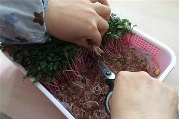 1把豆子，2天長(zhǎng)成菜苗，健康又省錢！