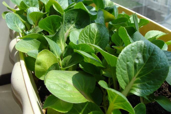 陽(yáng)臺(tái)種菜可以用什么樣的土