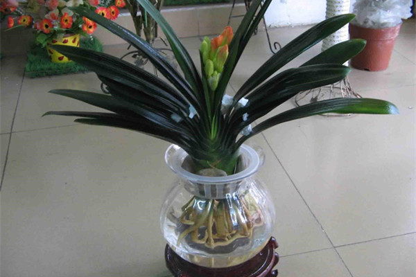 水培花卉不怕爛根，學(xué)會三招