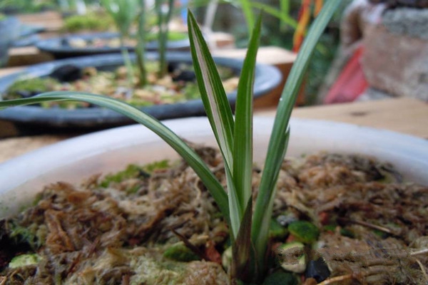 蕙蘭爛根怎么辦