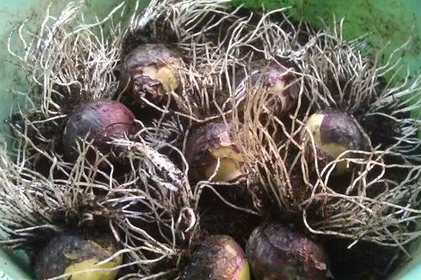 風(fēng)信子爛根怎么辦