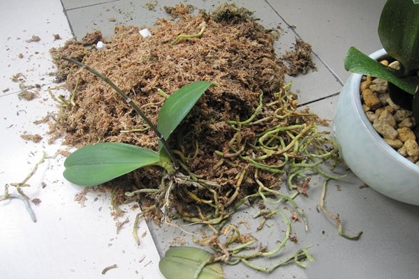 蝴蝶蘭爛根怎么辦