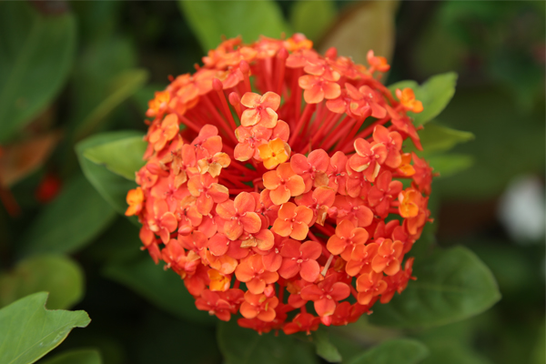 仙丹花不開(kāi)花，落葉，爛根了怎么辦